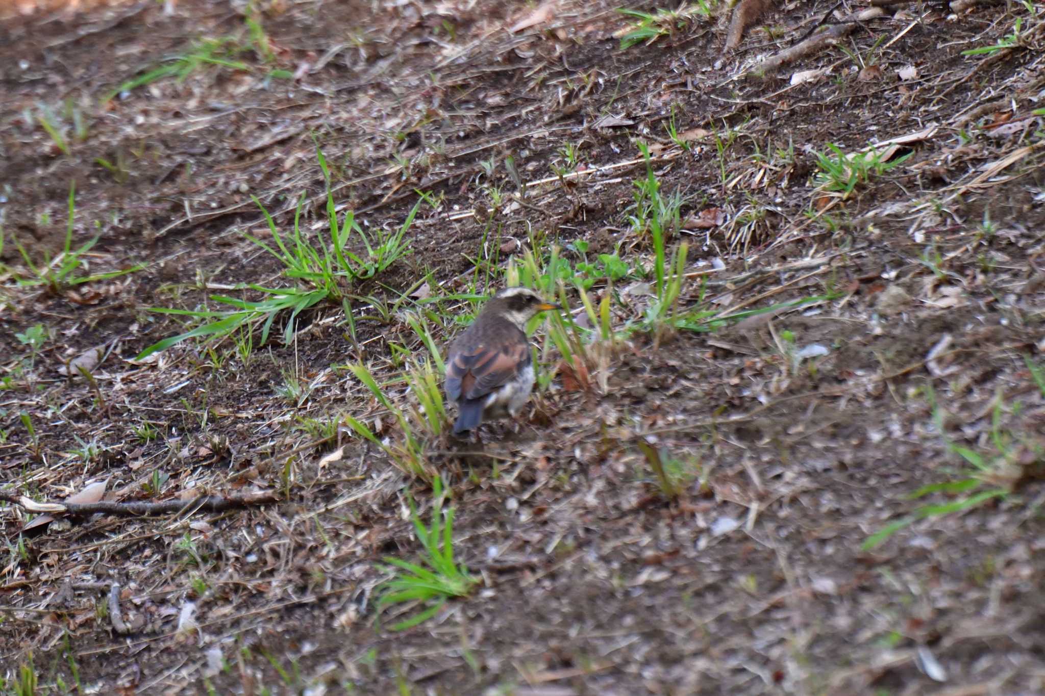 Photo of Dusky Thrush at Nagahama Park by やなさん