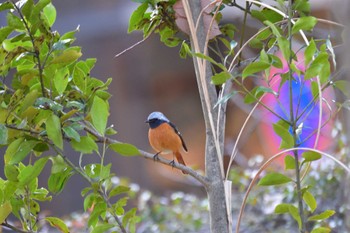 Daurian Redstart Nagahama Park Mon, 3/11/2024