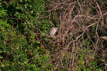 Black-crowned Night Heron Nagahama Park Mon, 3/11/2024