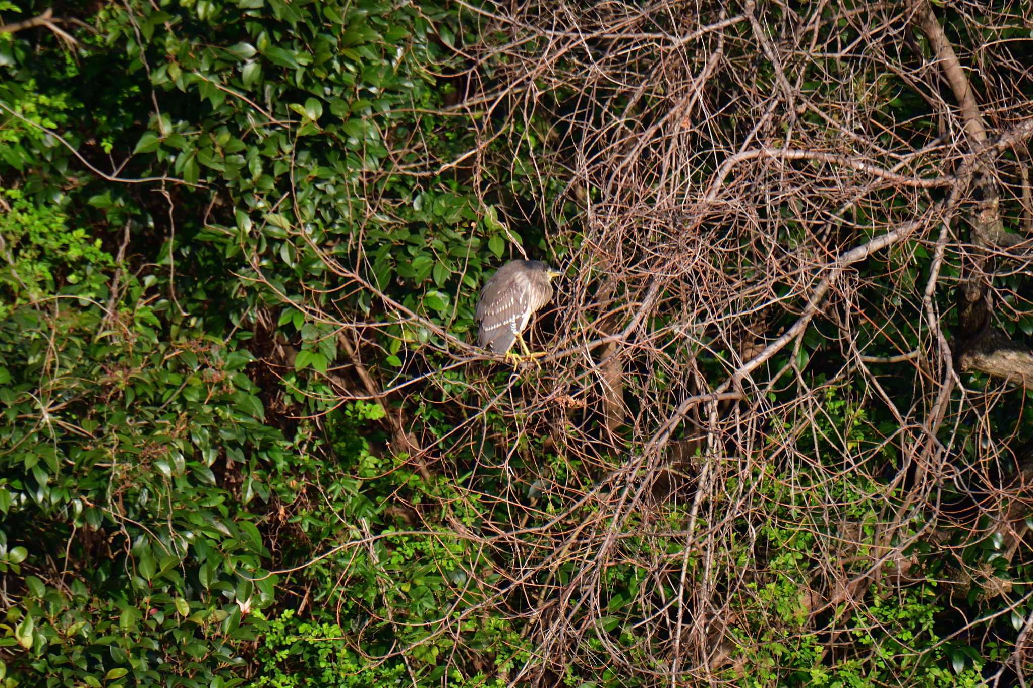 Black-crowned Night Heron