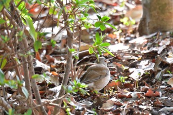 Pale Thrush Nagahama Park Mon, 3/11/2024