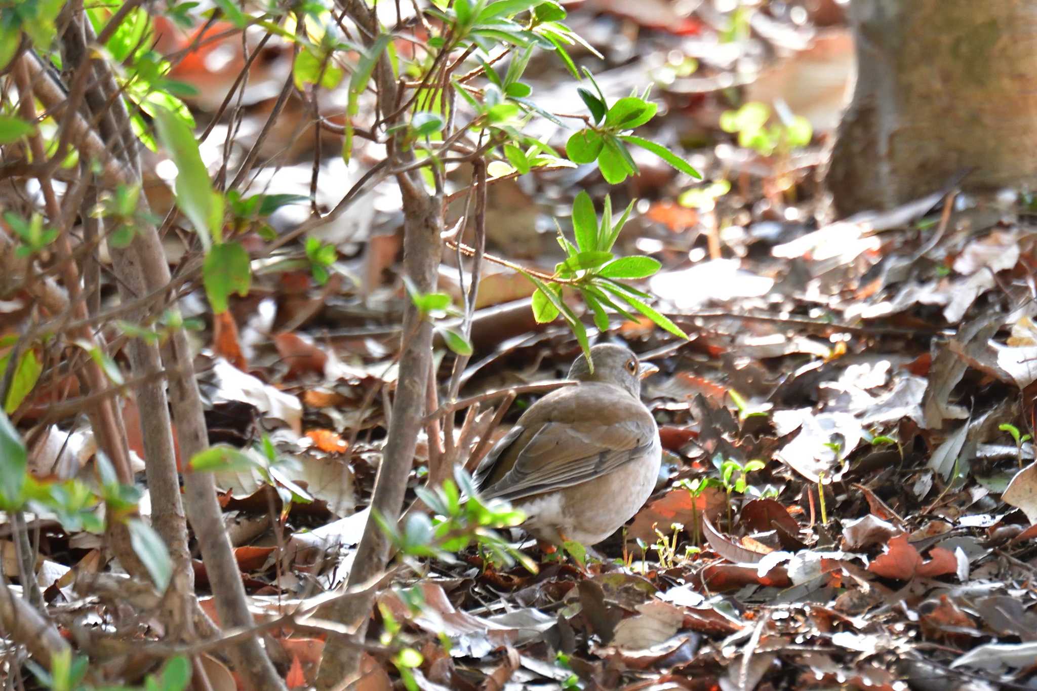 Photo of Pale Thrush at Nagahama Park by やなさん