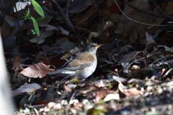 Pale Thrush Nagahama Park Mon, 3/11/2024