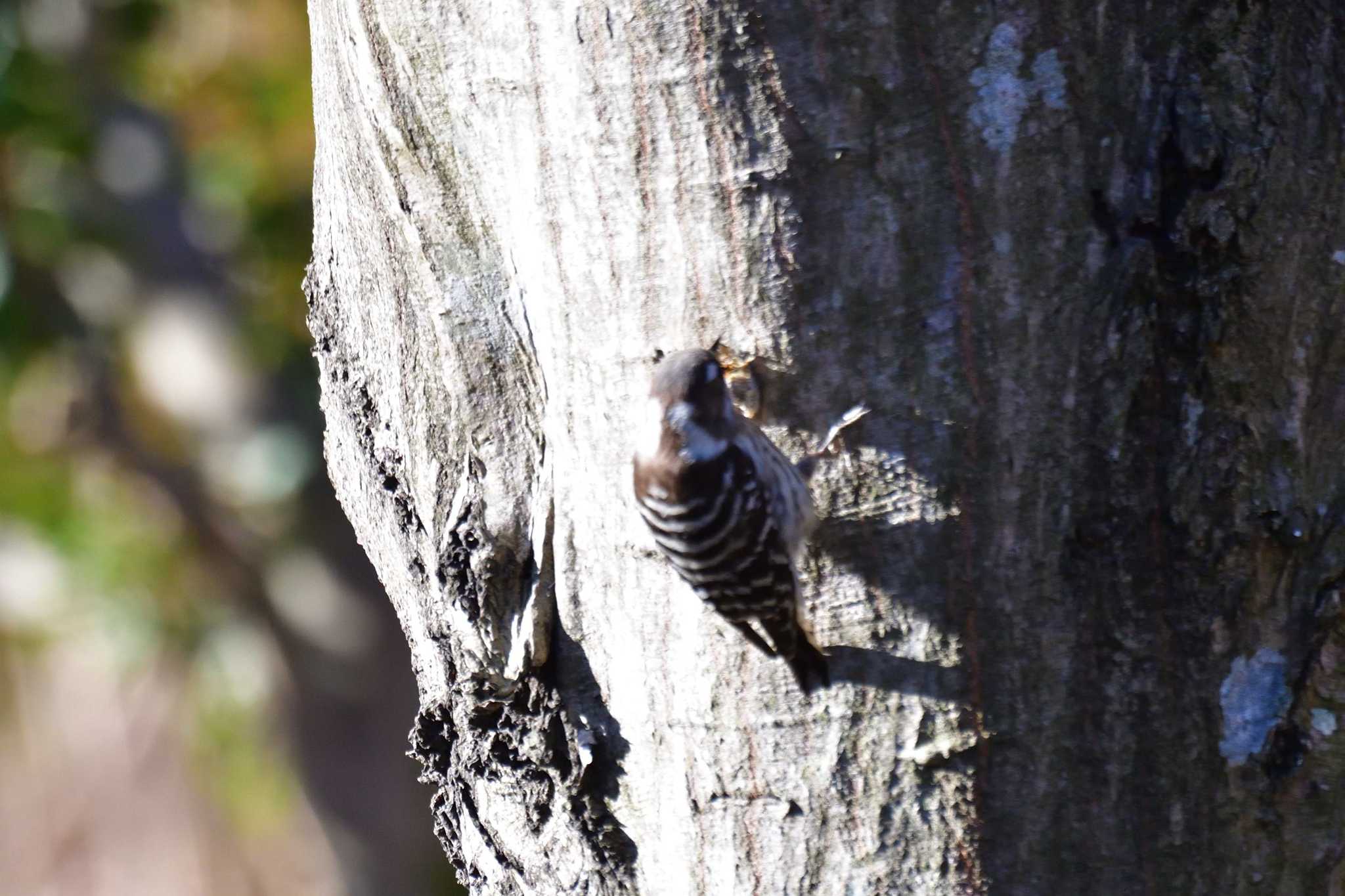 Japanese Pygmy Woodpecker