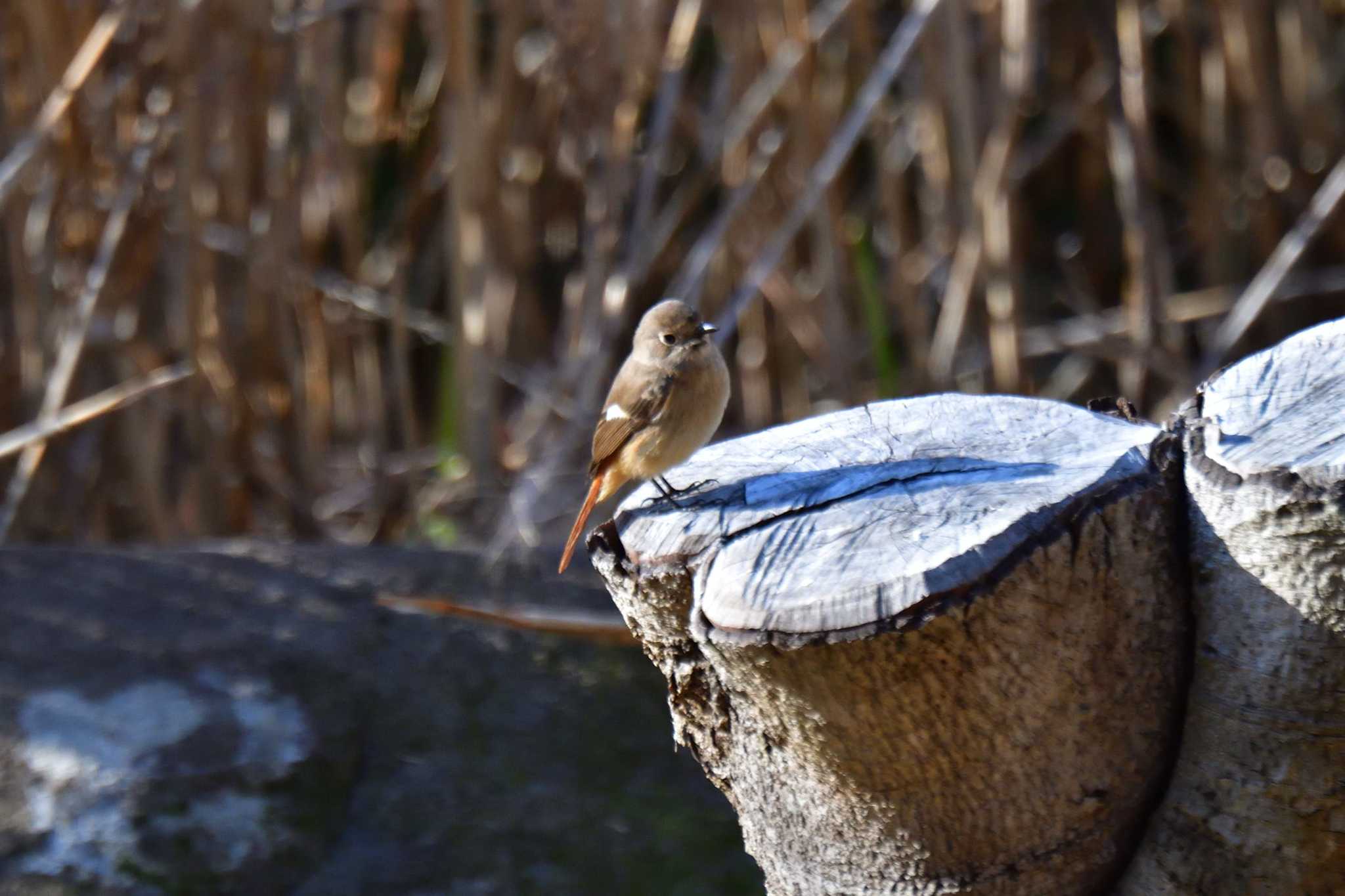 Photo of Daurian Redstart at Nagahama Park by やなさん