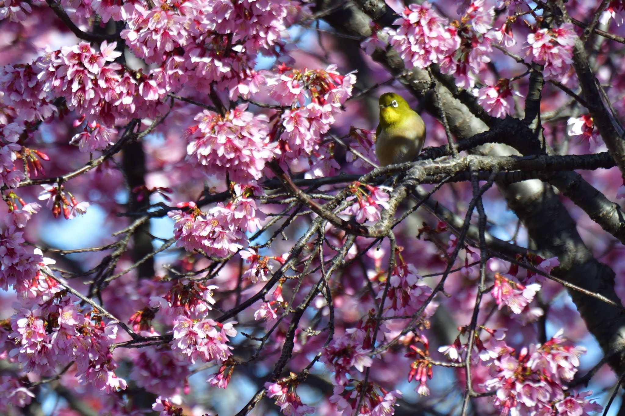 Photo of Warbling White-eye at Nagahama Park by やなさん