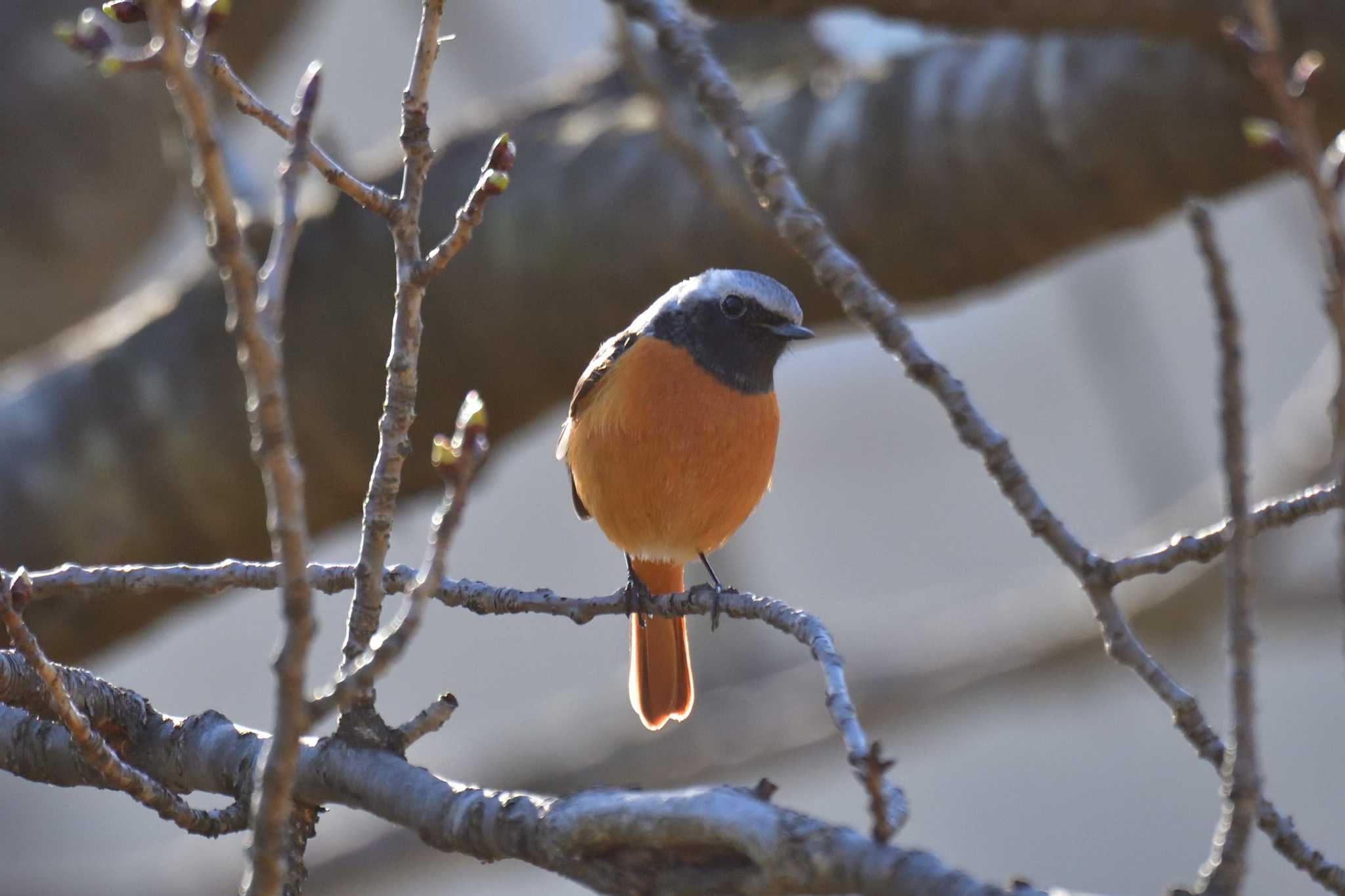 Daurian Redstart