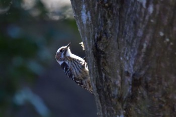 Japanese Pygmy Woodpecker Nagahama Park Mon, 3/11/2024