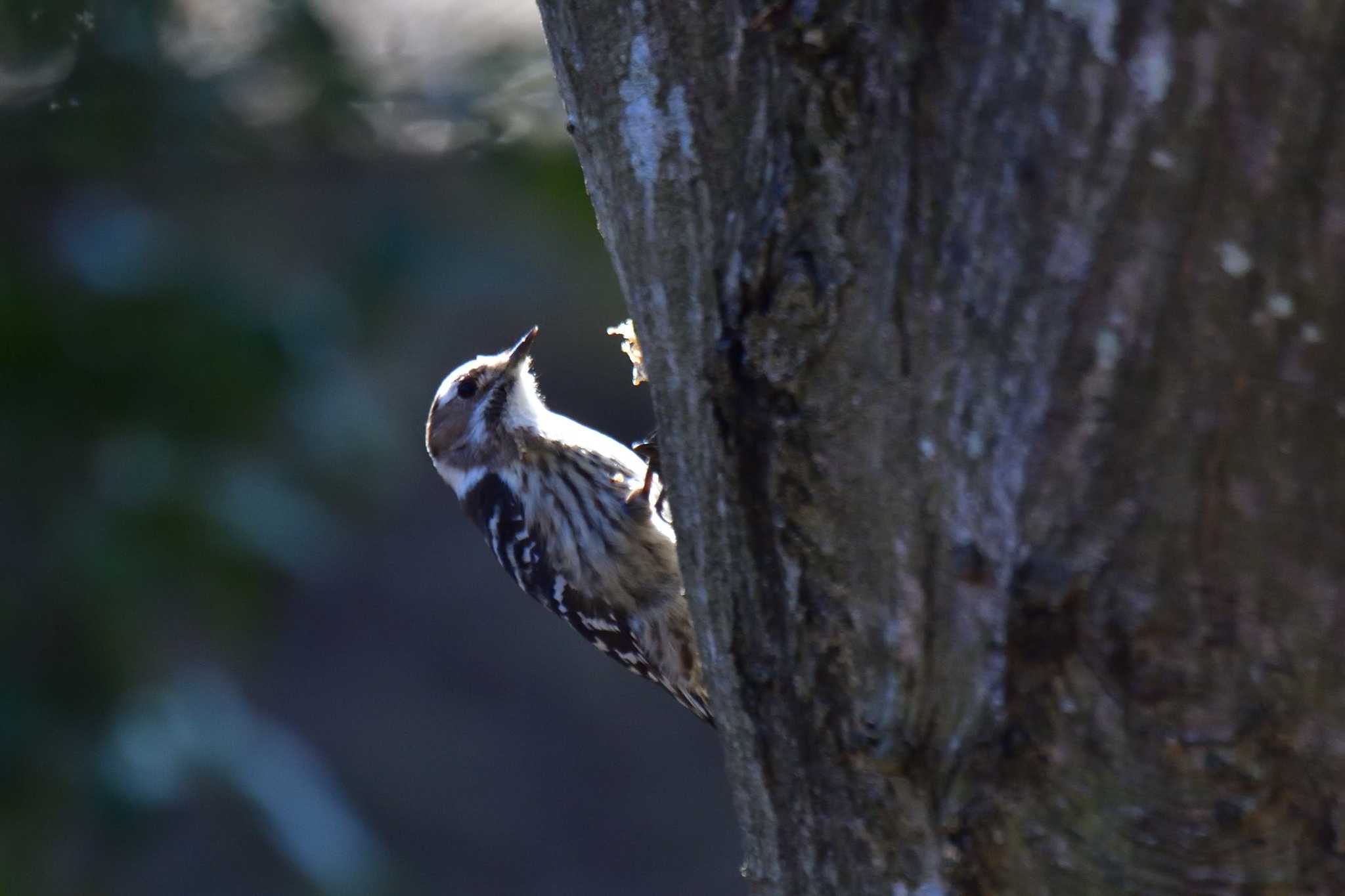 Photo of Japanese Pygmy Woodpecker at Nagahama Park by やなさん