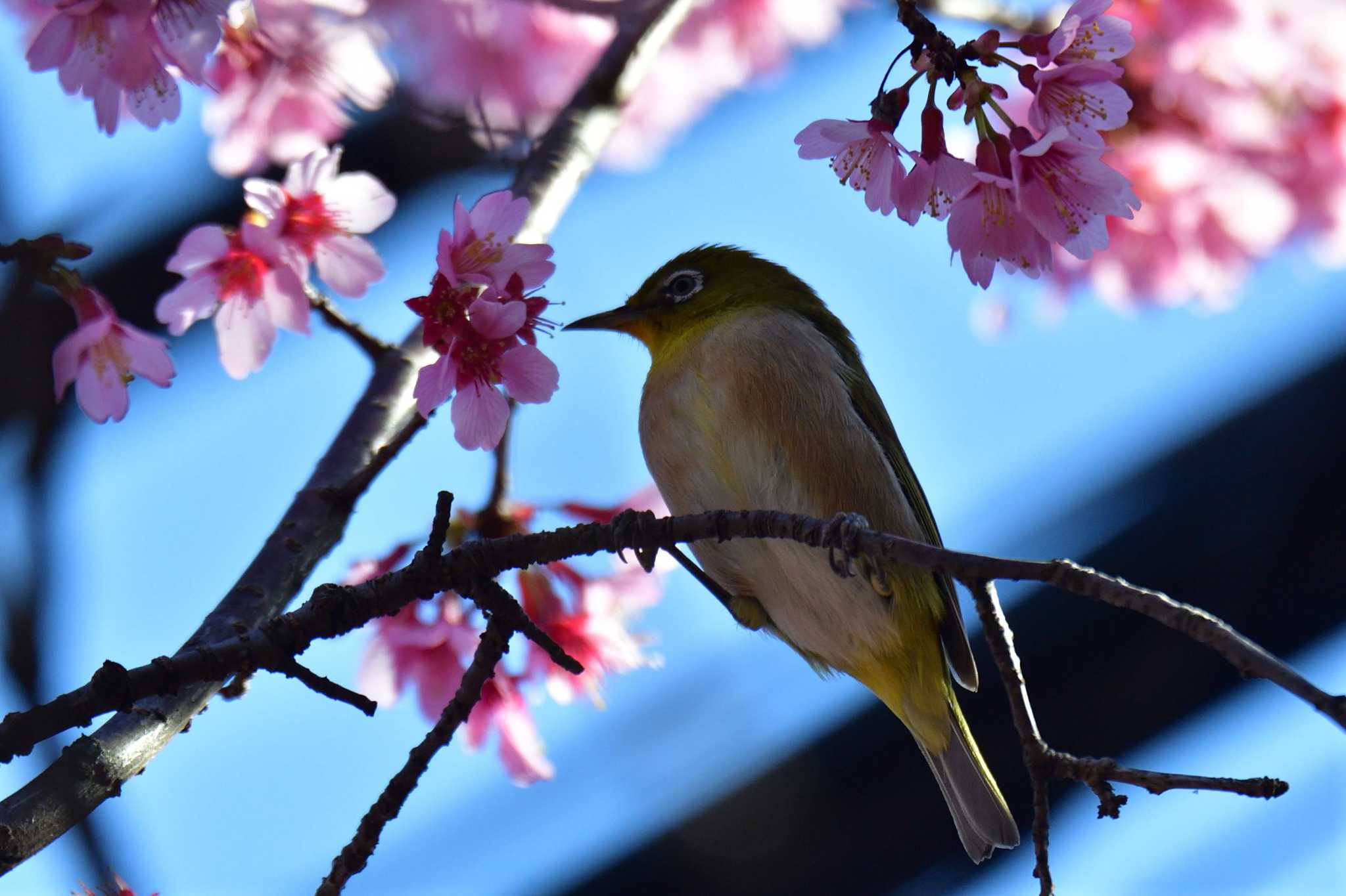 Photo of Warbling White-eye at Nagahama Park by やなさん