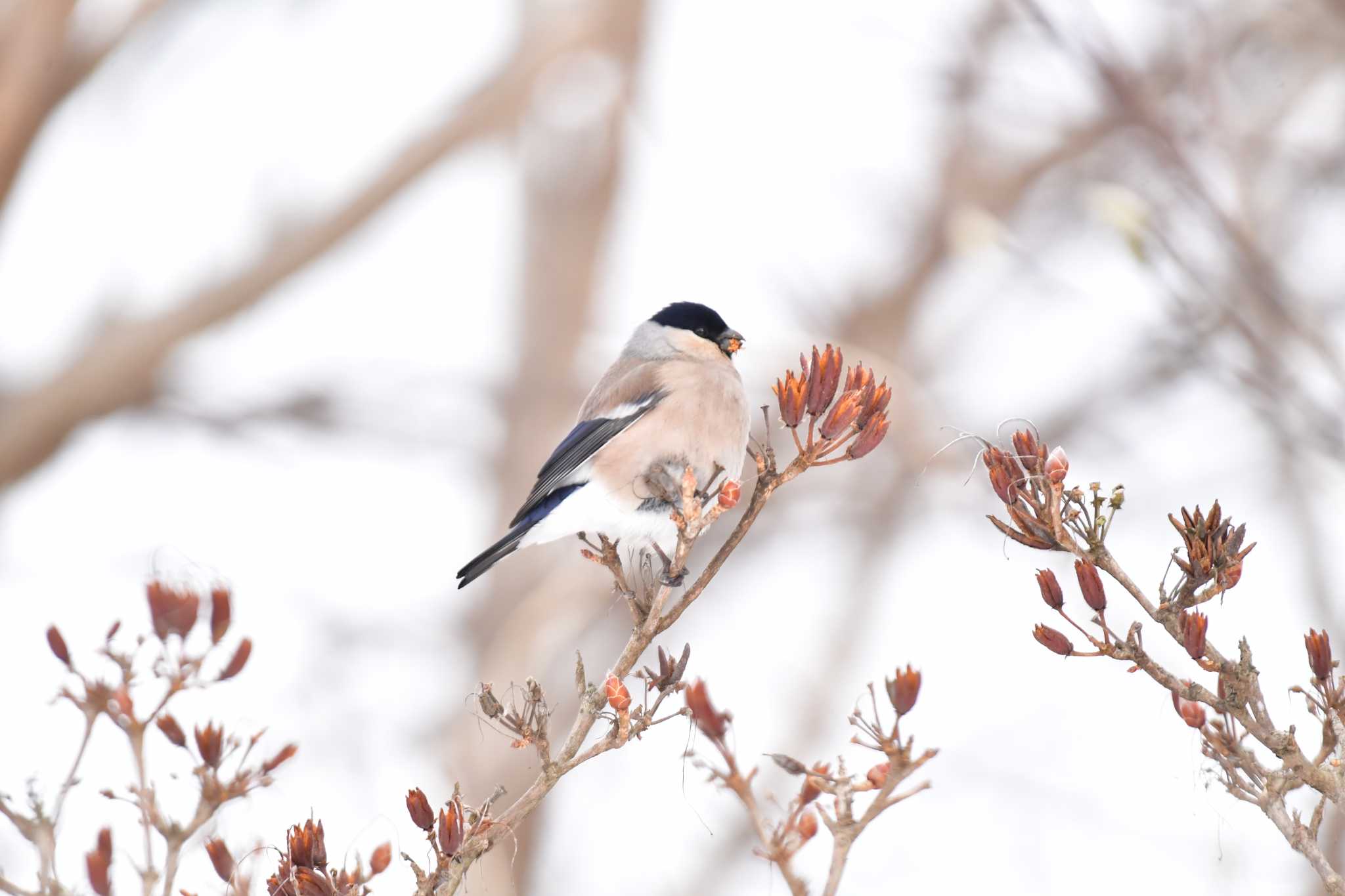 Eurasian Bullfinch