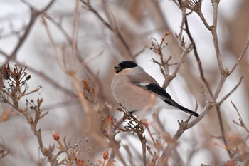 ウソ 大沼公園(北海道七飯町) 2024年3月9日(土)