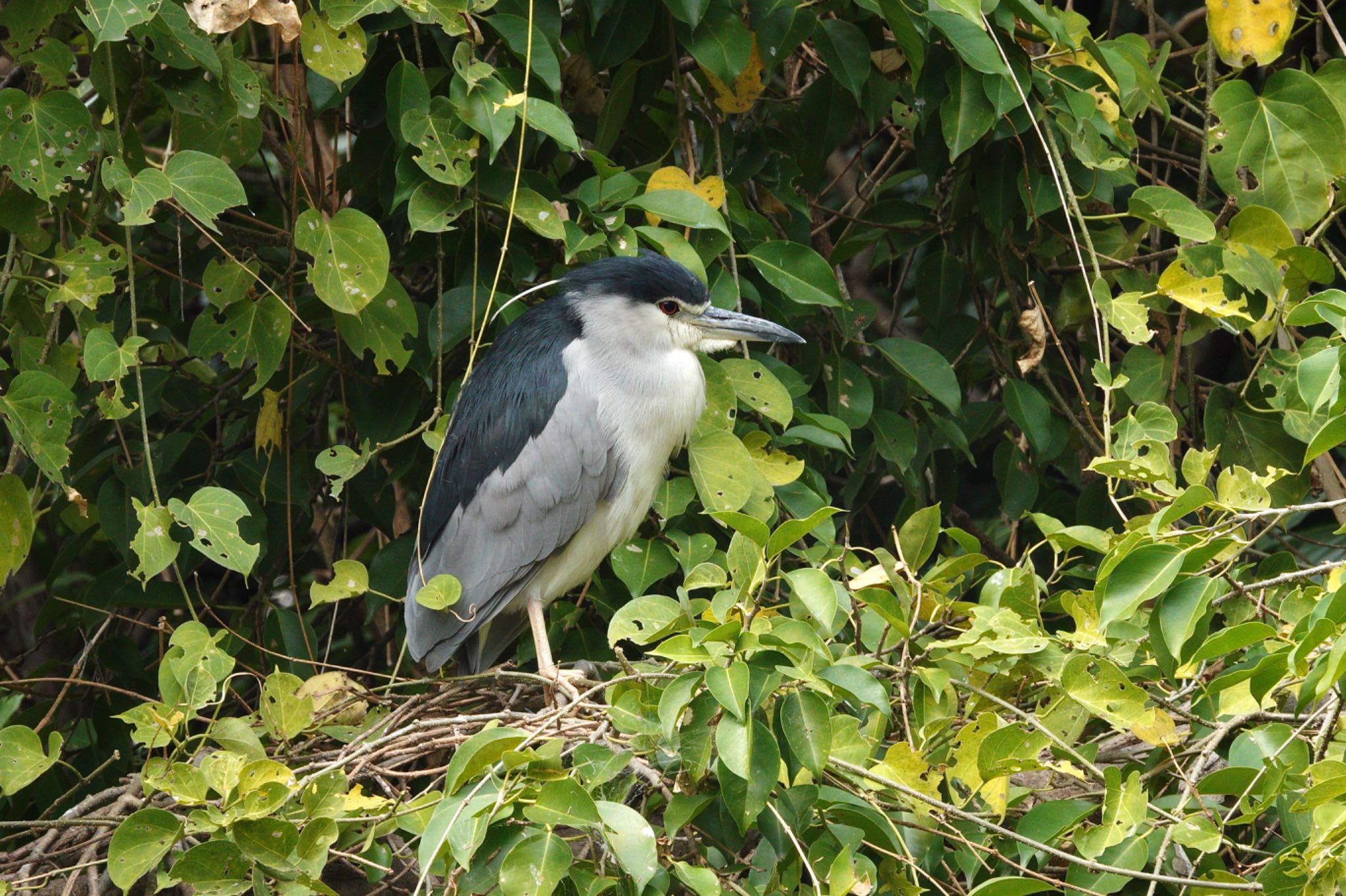 Black-crowned Night Heron