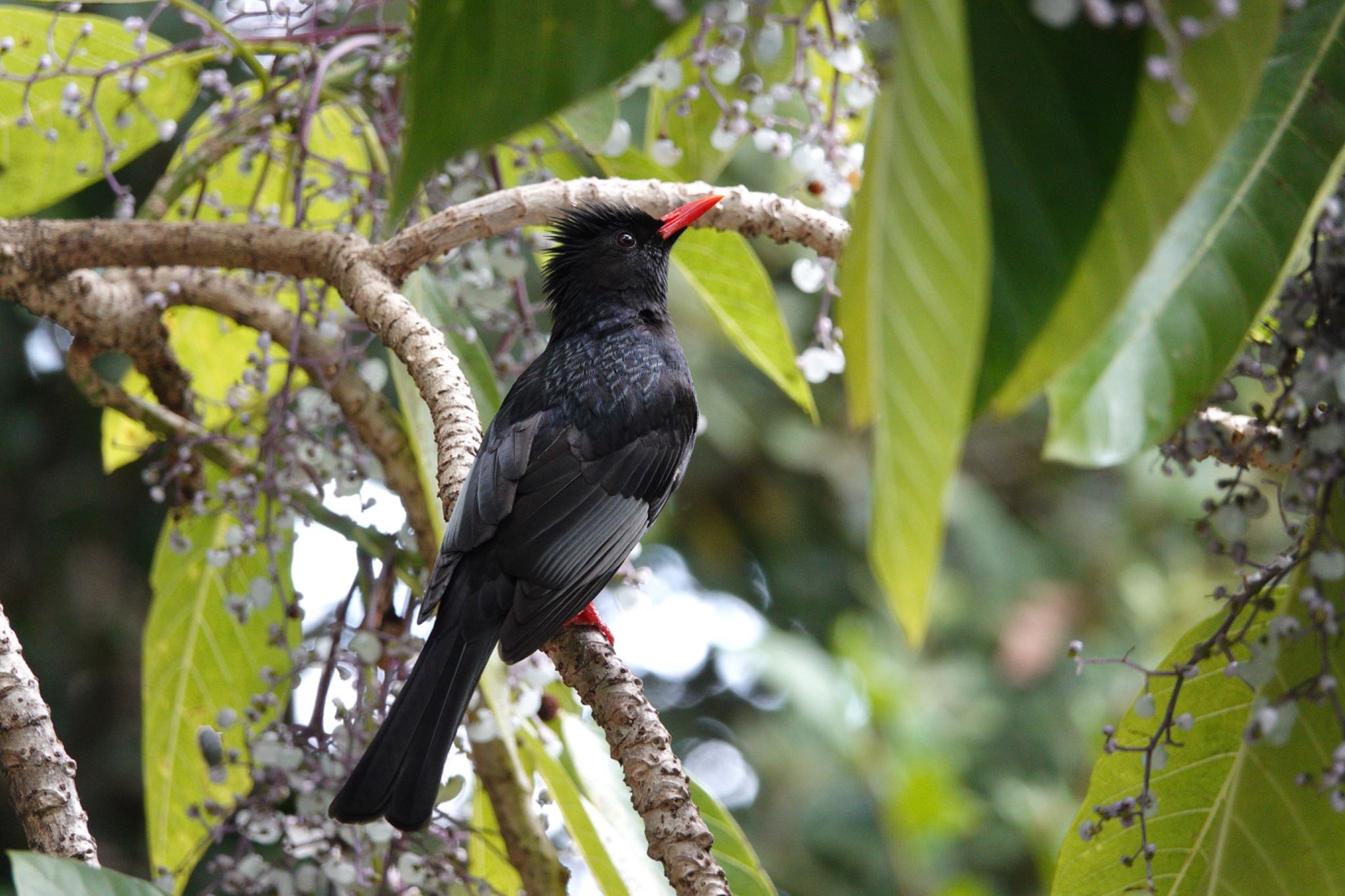 Photo of Black Bulbul at 国立自然科学博物館植物園(台湾) by のどか