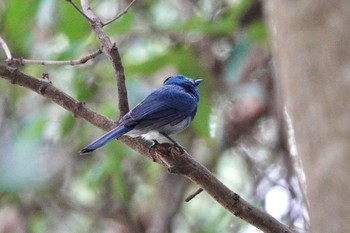 クロエリヒタキ 国立自然科学博物館植物園(台湾) 2024年1月27日(土)