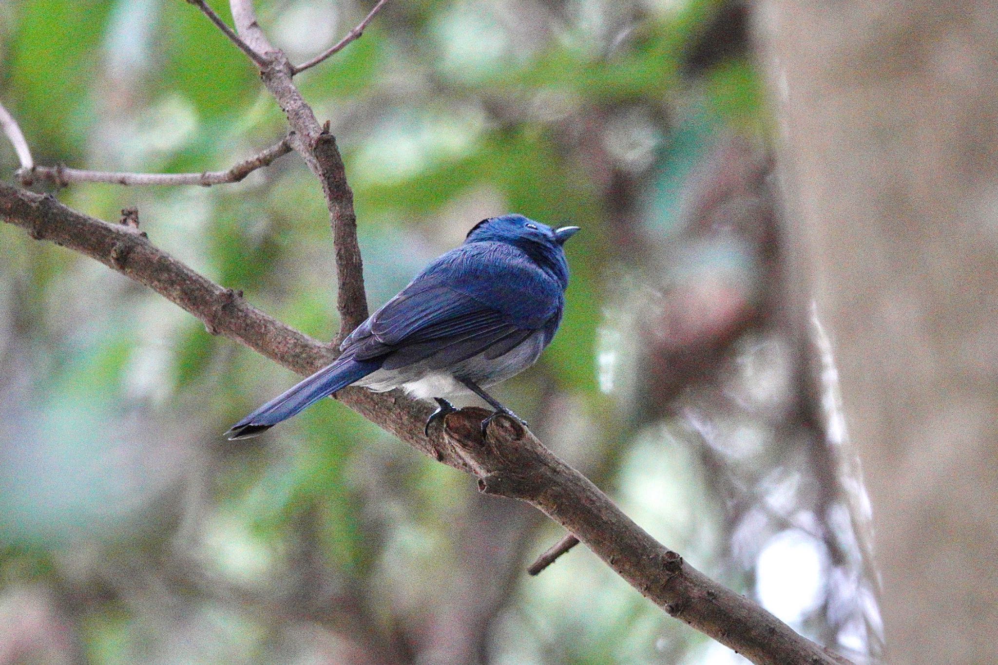 Black-naped Monarch