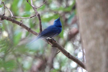 Black-naped Monarch 国立自然科学博物館植物園(台湾) Sat, 1/27/2024