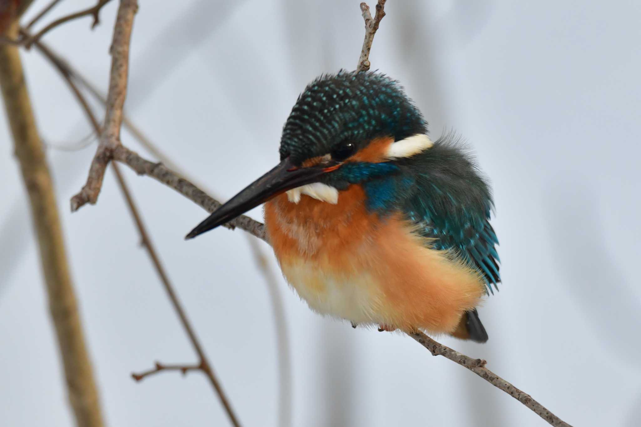 Common Kingfisher