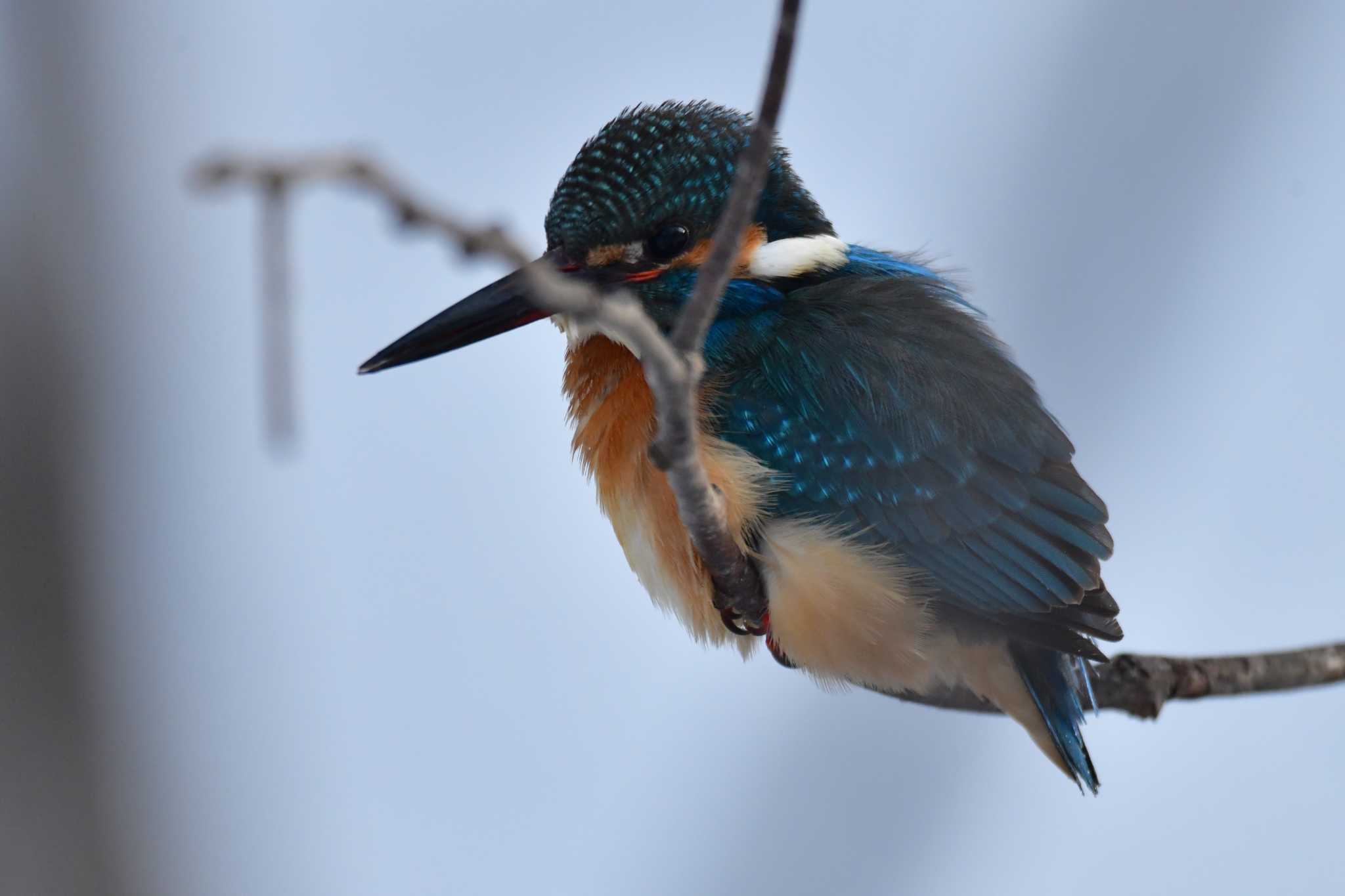 Common Kingfisher