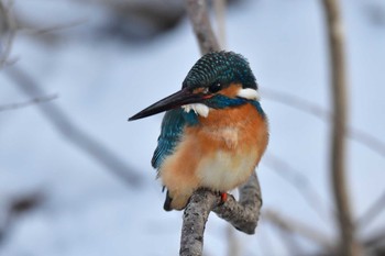 カワセミ 大沼公園(北海道七飯町) 2024年3月9日(土)