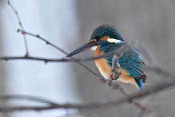 カワセミ 大沼公園(北海道七飯町) 2024年3月9日(土)