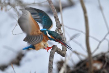 カワセミ 大沼公園(北海道七飯町) 2024年3月9日(土)