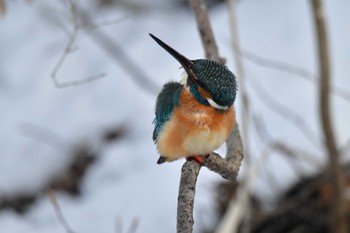 カワセミ 大沼公園(北海道七飯町) 2024年3月9日(土)