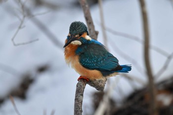 Common Kingfisher 大沼公園(北海道七飯町) Sat, 3/9/2024