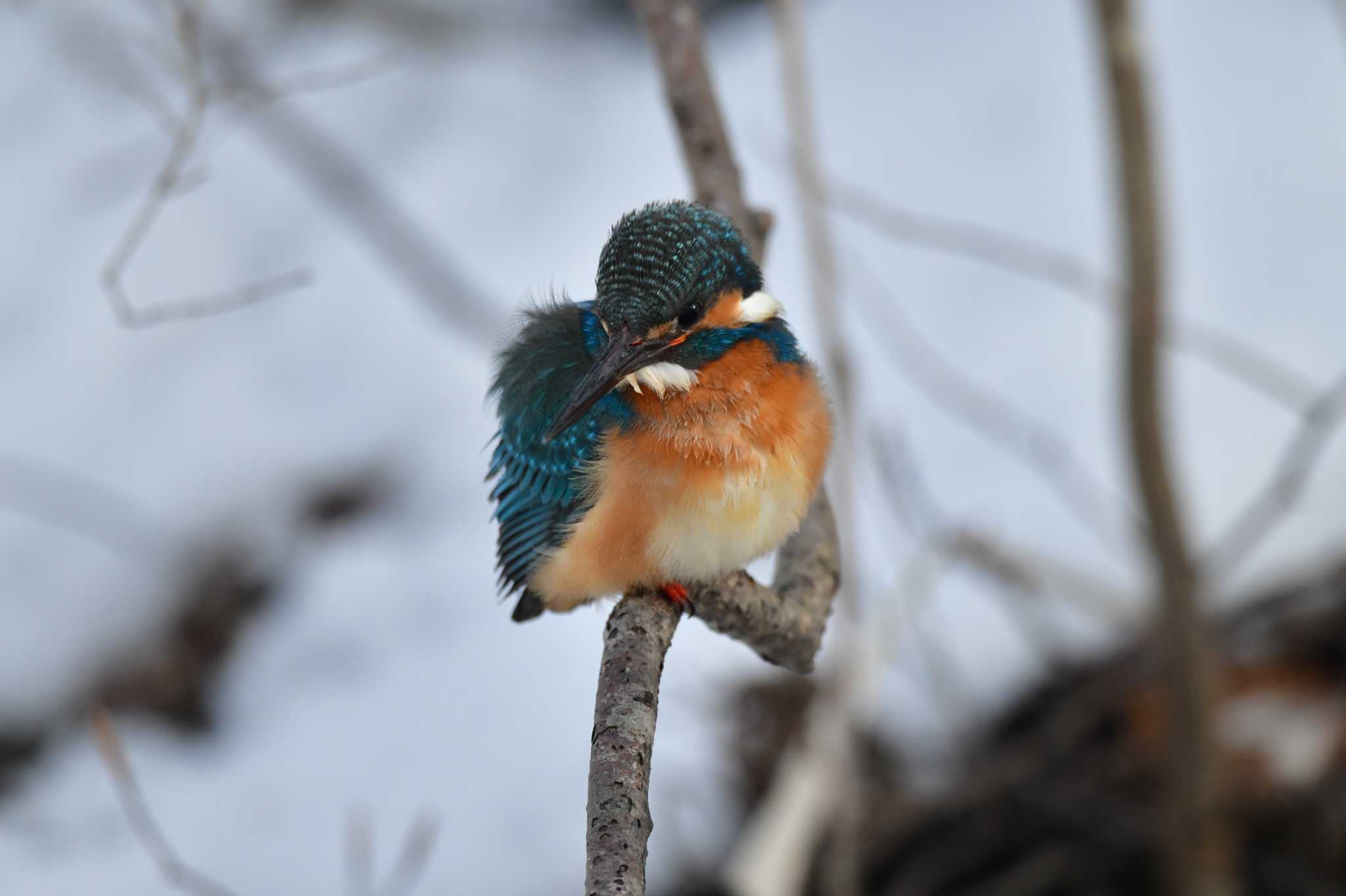 Common Kingfisher