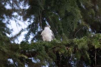 オオタカ 善福寺川緑地 2024年3月9日(土)