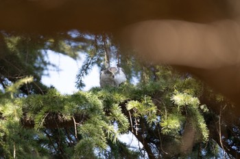 Eurasian Goshawk 善福寺川緑地 Sat, 3/9/2024