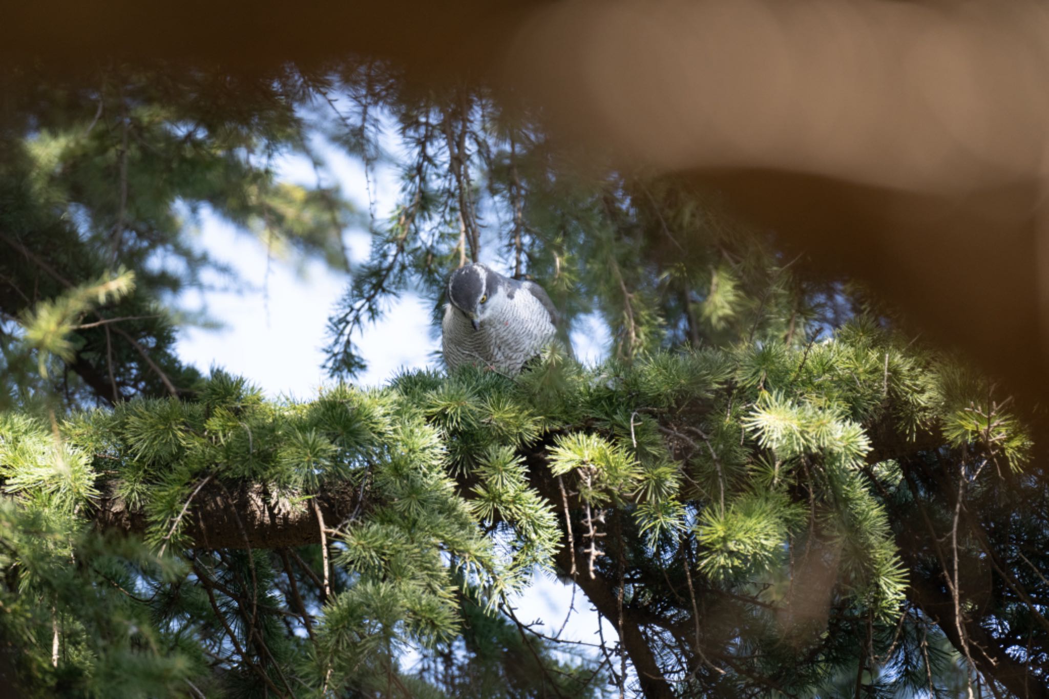 Photo of Eurasian Goshawk at 善福寺川緑地 by アカウント5644