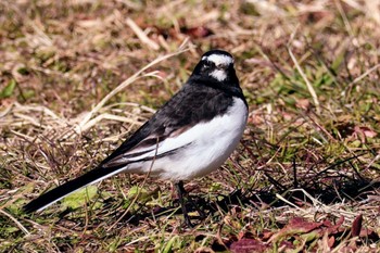 Japanese Wagtail 21世紀の森と広場(千葉県松戸市) Sun, 3/10/2024