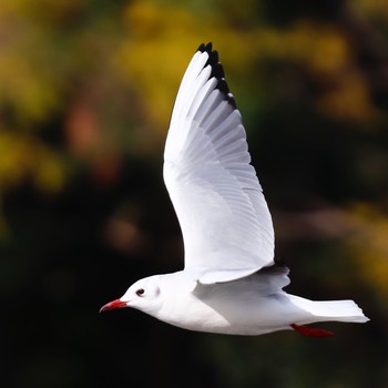 ユリカモメ 大泉緑地 2018年12月9日(日)