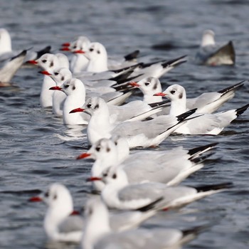 ユリカモメ 大泉緑地 2018年12月9日(日)