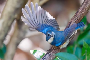 2024年3月9日(土) 大町自然観察園の野鳥観察記録