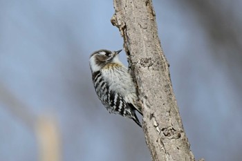 Japanese Pygmy Woodpecker Makomanai Park Thu, 3/14/2024