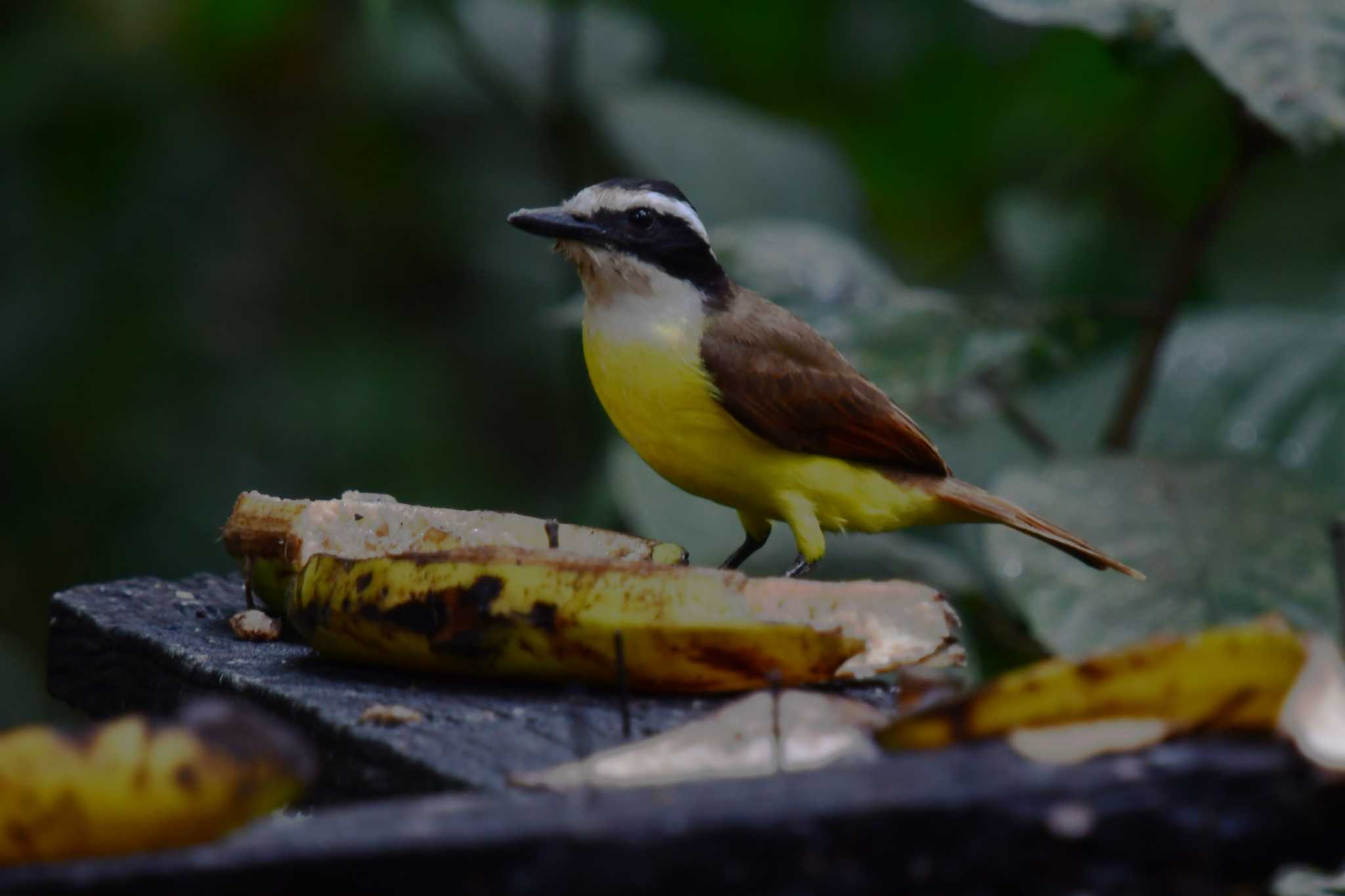 Photo of Great Kiskadee at コスタリカ by でみこ