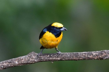 Yellow-crowned Euphonia コスタリカ Thu, 2/8/2024