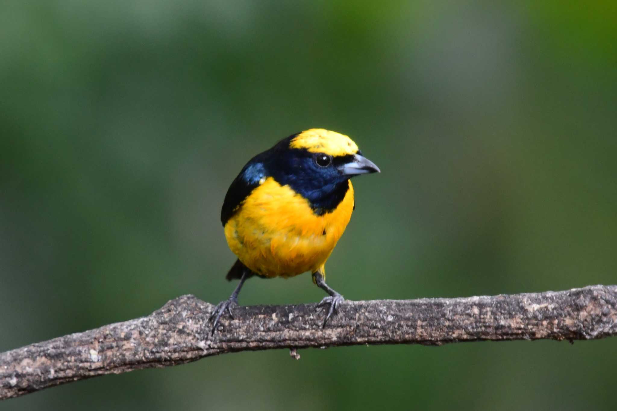Photo of Yellow-crowned Euphonia at コスタリカ by でみこ