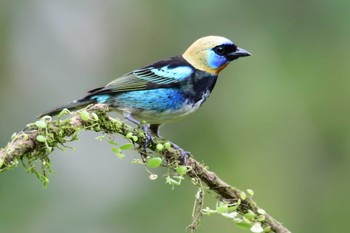 Golden-hooded Tanager コスタリカ Fri, 2/9/2024