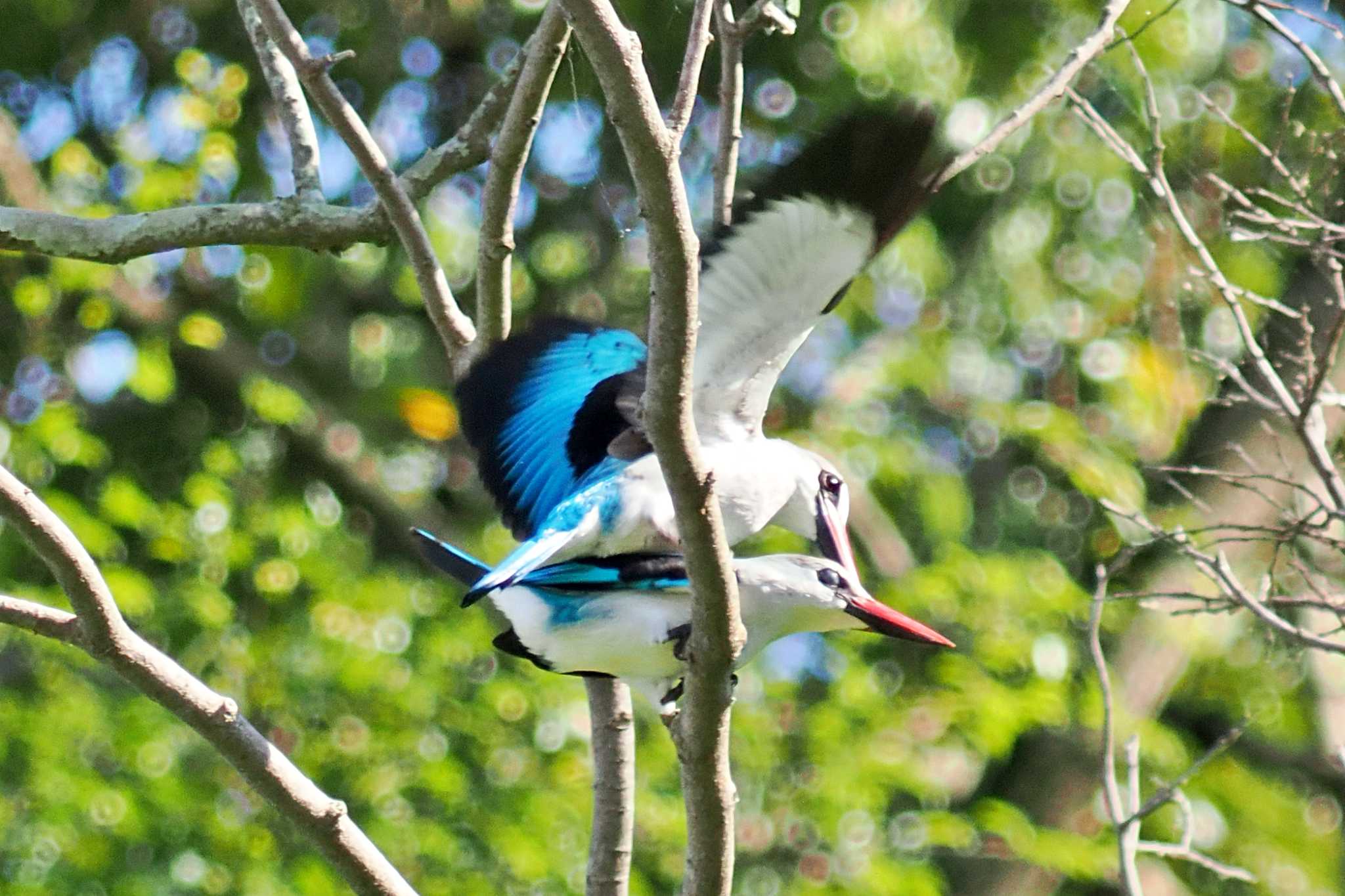 Photo of Woodland Kingfisher at ウガンダ by 藤原奏冥