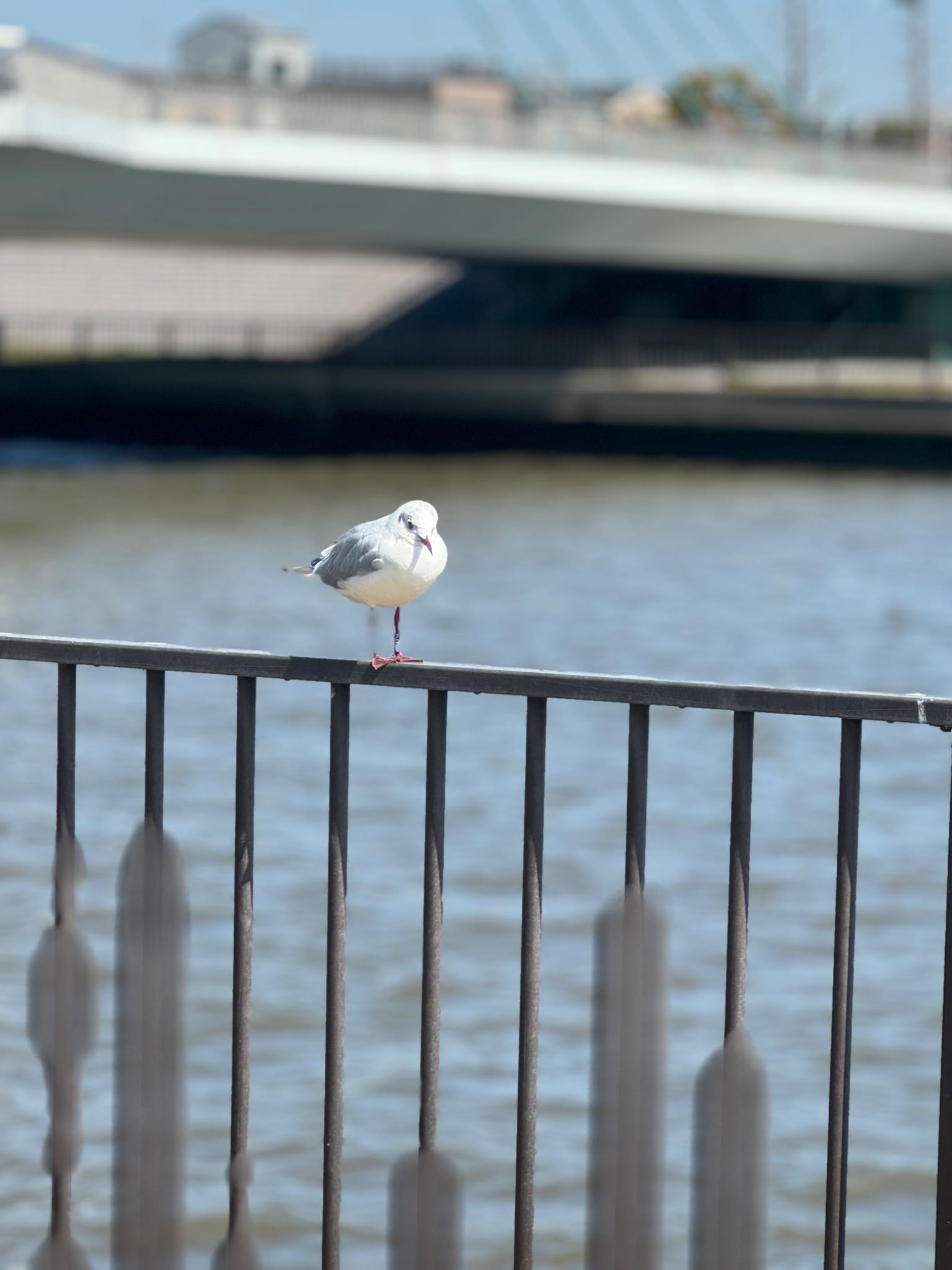 Black-headed Gull