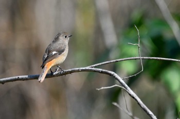 ジョウビタキ 秋ヶ瀬公園 こどもの森 2024年3月13日(水)