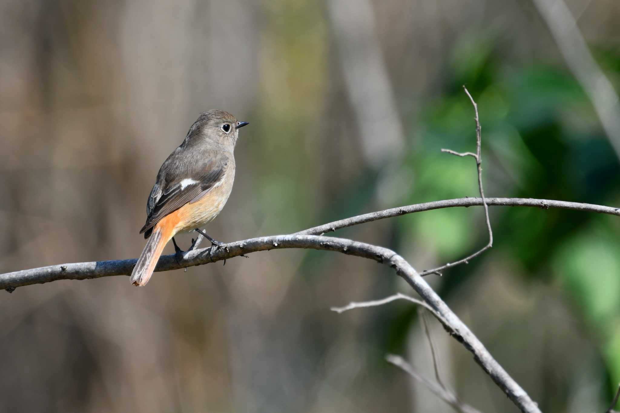 Photo of Daurian Redstart at 秋ヶ瀬公園 こどもの森 by y-kuni