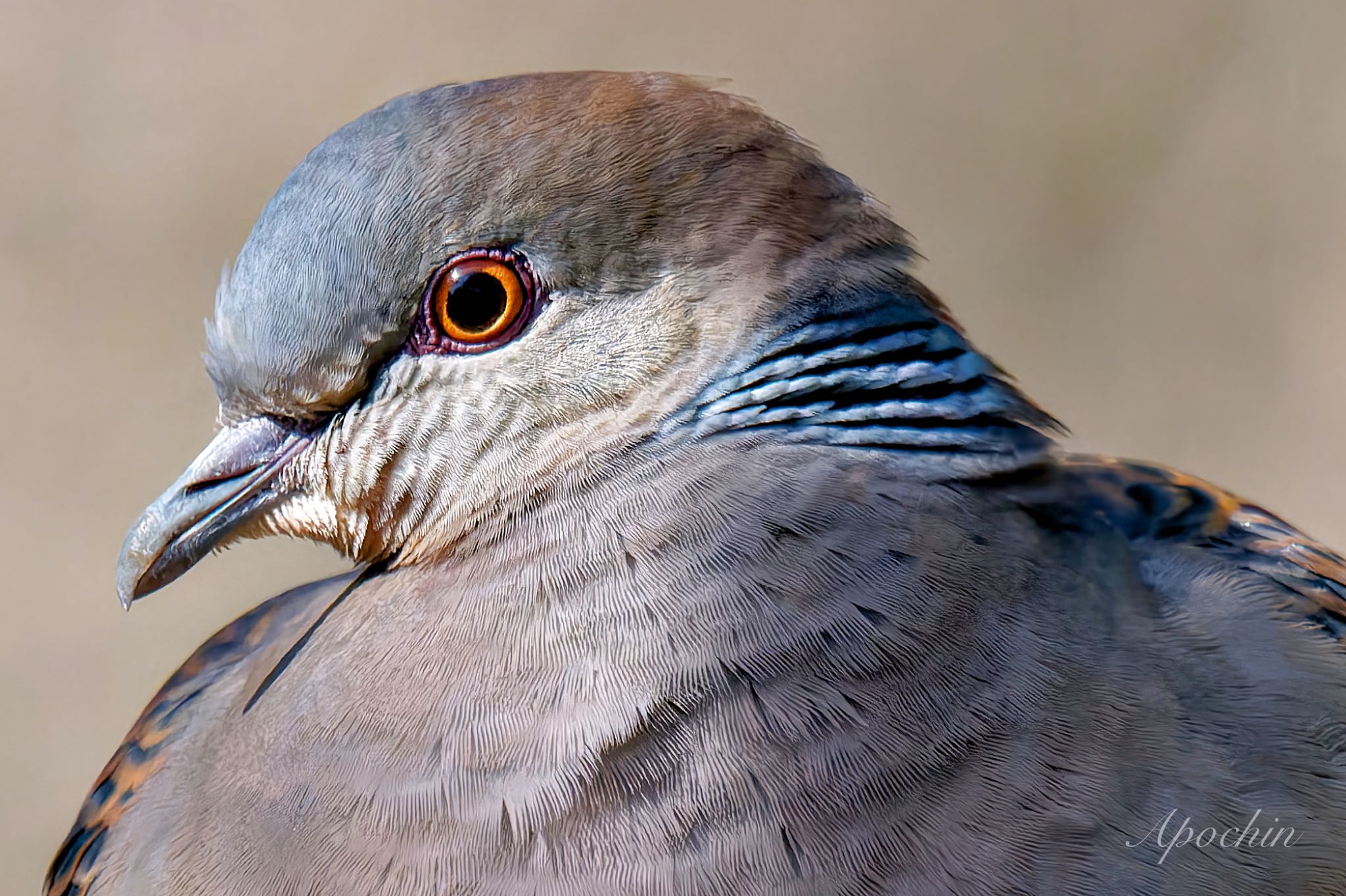 Oriental Turtle Dove