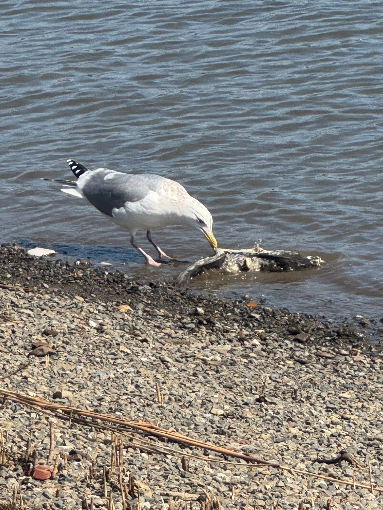 Photo of Vega Gull at 新中川河川敷 by yuco