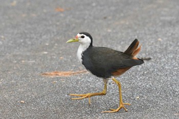 White-breasted Waterhen Iriomote Island(Iriomotejima) Sat, 3/9/2024