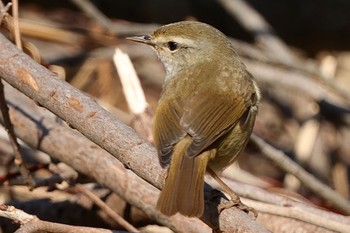 Japanese Bush Warbler 小網代の森 Sat, 2/3/2024