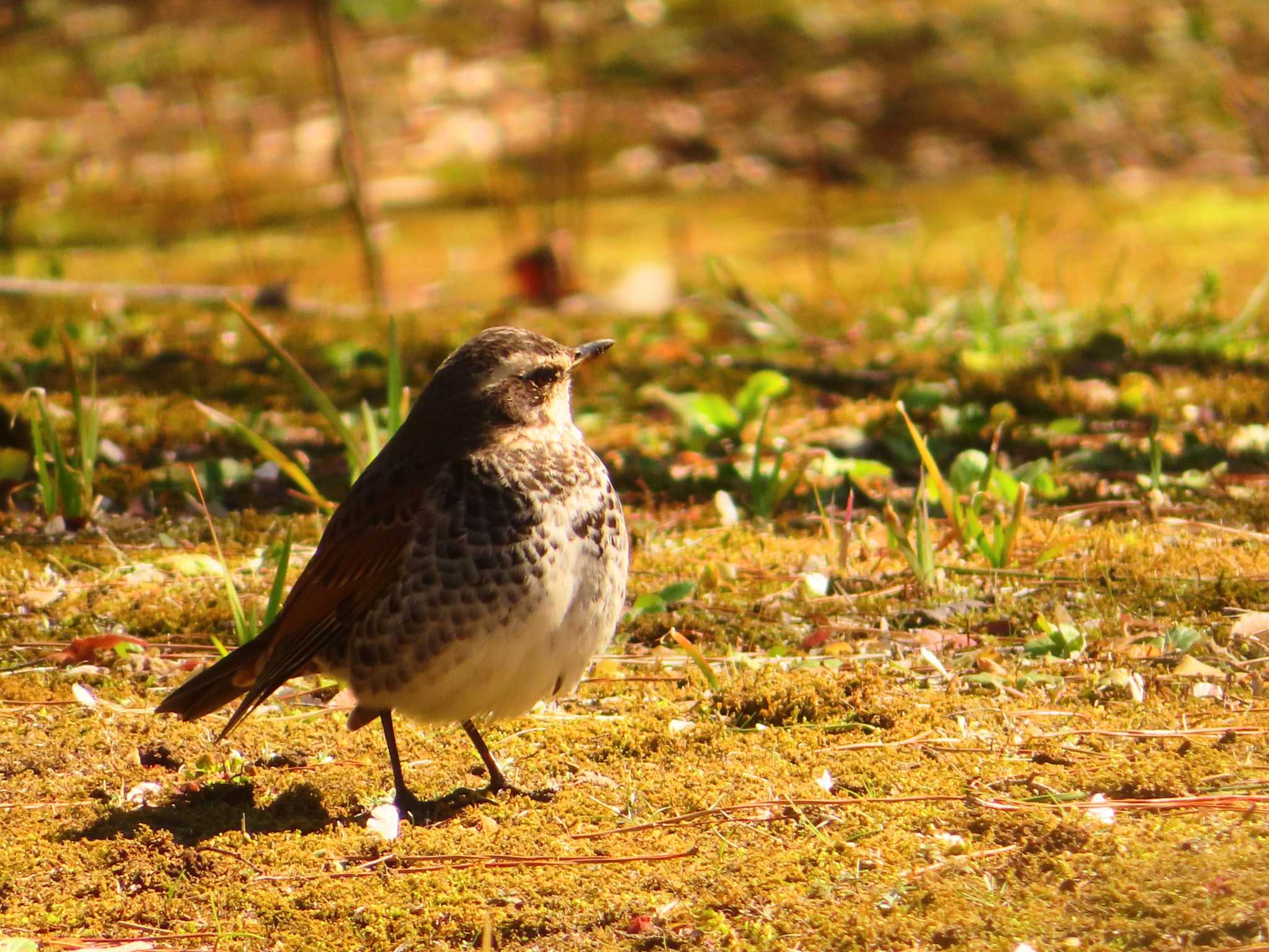 Dusky Thrush